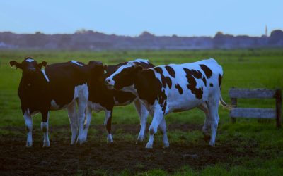 El “gemelo digital” que transformará la producción láctea